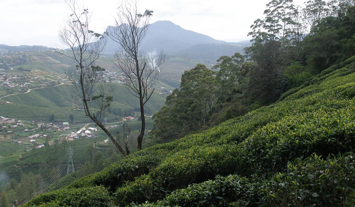 Sri Lanka'nın çay bölgeleri: Nuwara Eliya'dan Ruhuna'ya