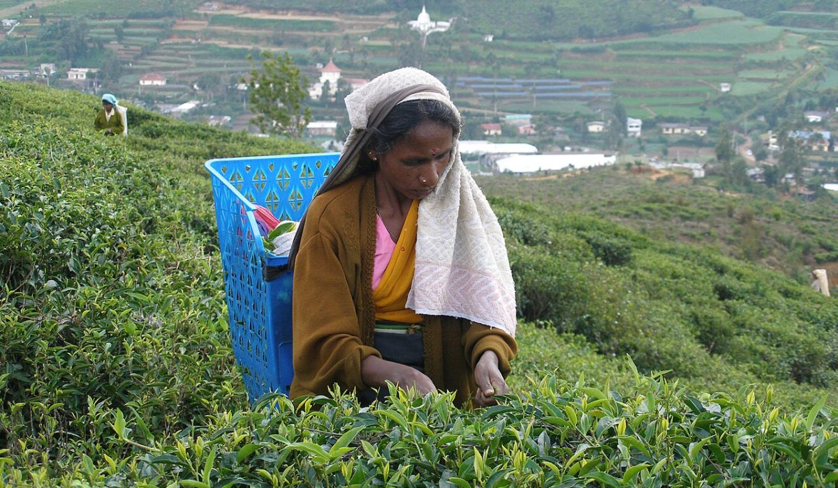 Seylan çay bahçesinde yaprak toplama